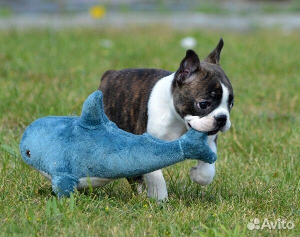 Бостон терьер девочка