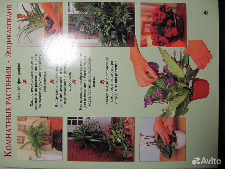 Комнатные растения