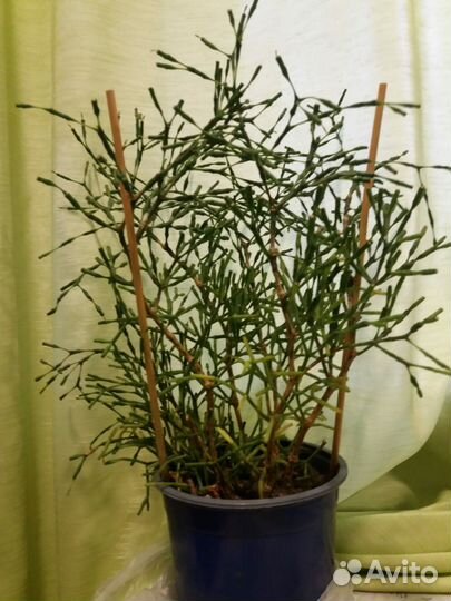 Комнатные цветы