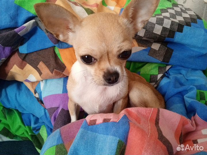 Вязка чихуахуа девочка