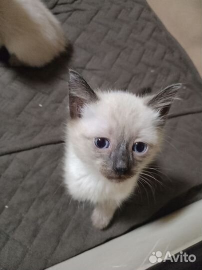 Сиамские котята