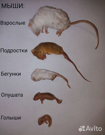 Сверчки домовые предымаго 100 гр заморозка