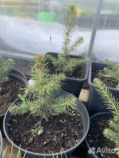 Ель голубая