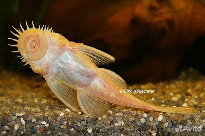 Анциструс вуалевый золотой