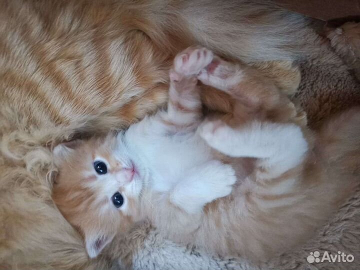 Рыжое счастье