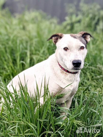 Отличная собака