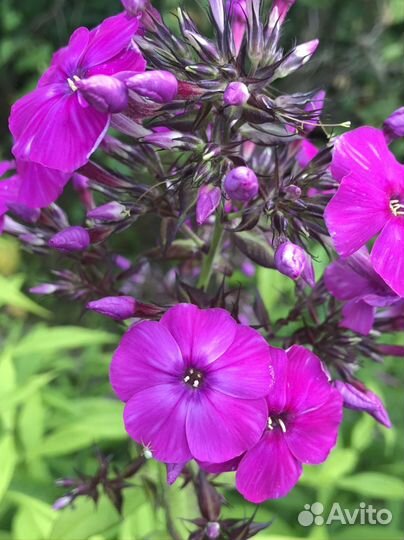 Цветы флоксы