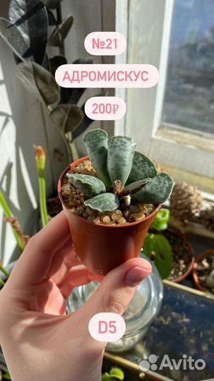 Адромискус