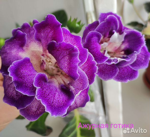 Глоксиния новинки 2023