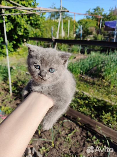 Котенок бесплатно