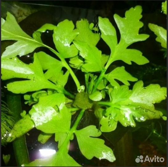 Лимнобиум, наяс, пистия. Коряга, грот-трубка