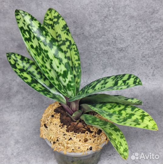 Paphiopedilum maudiae var black орхидея