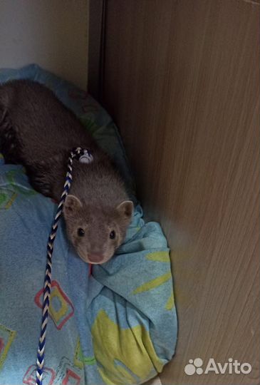 Норка