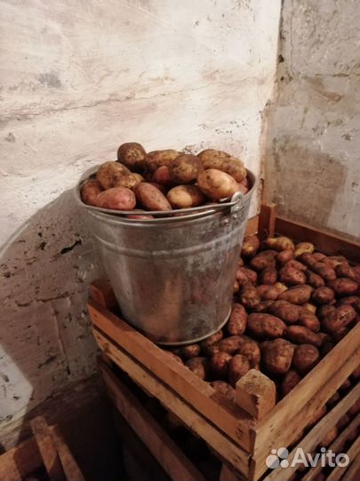 Картофель дачный (аэропорт)
