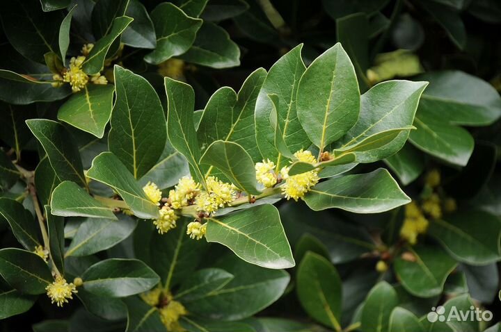 Лавр благородный, семена