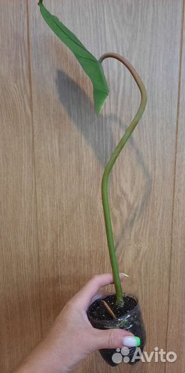 Филодендроны