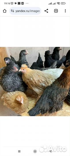 Куры молодки домашние