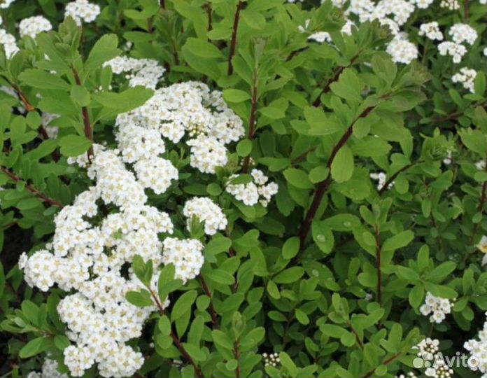 Спирея ниппонская