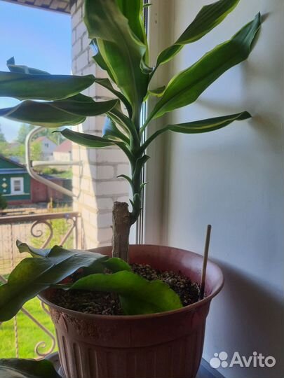 Пальма юкка