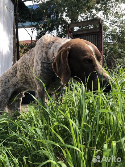 Курцхаар в добрые руки,вязка