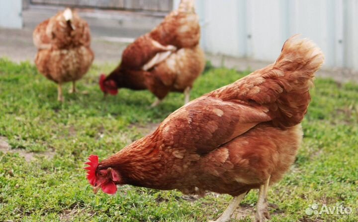 Куры несушки с доставкой