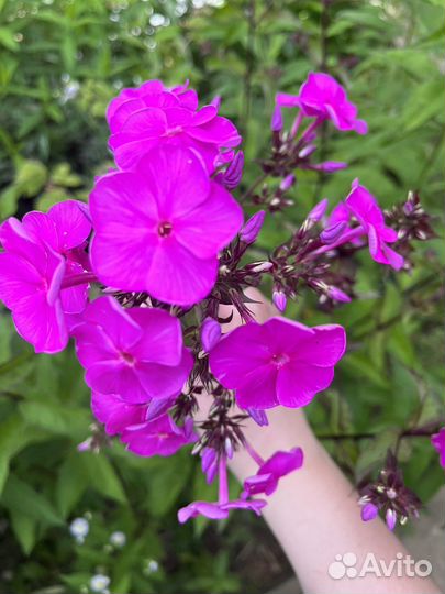 Флоксы разноцветные кустом