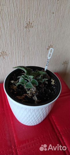 Ахименесы, стрептокарпусы