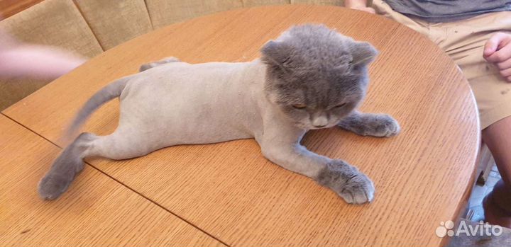 Стрижка/ Тримминг/ Экспресс линька собак и кошек