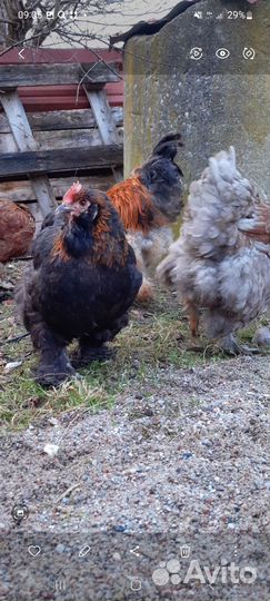 Куры молодки несушки