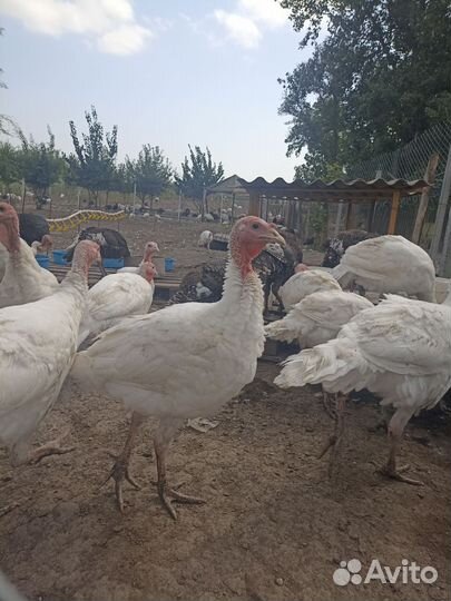 Индюки домашние