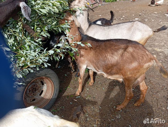 Нубийские козы и козлята