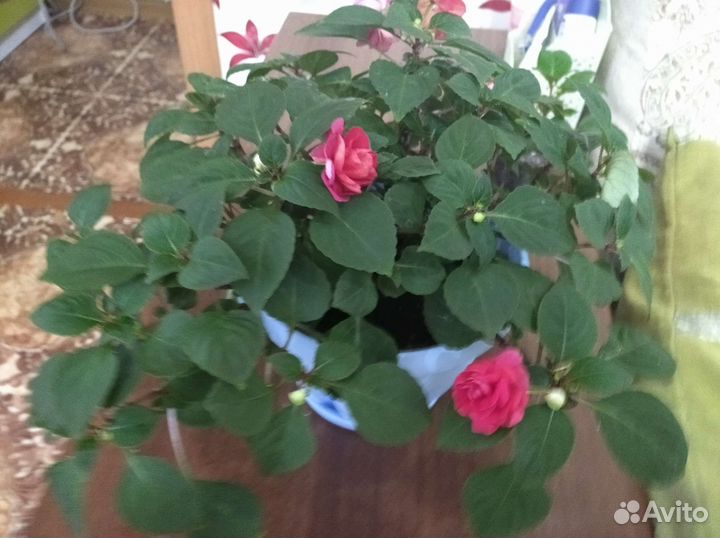 Бальзамин махровый, красный