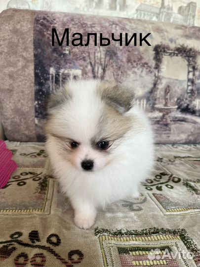 Щенки померанского шпица