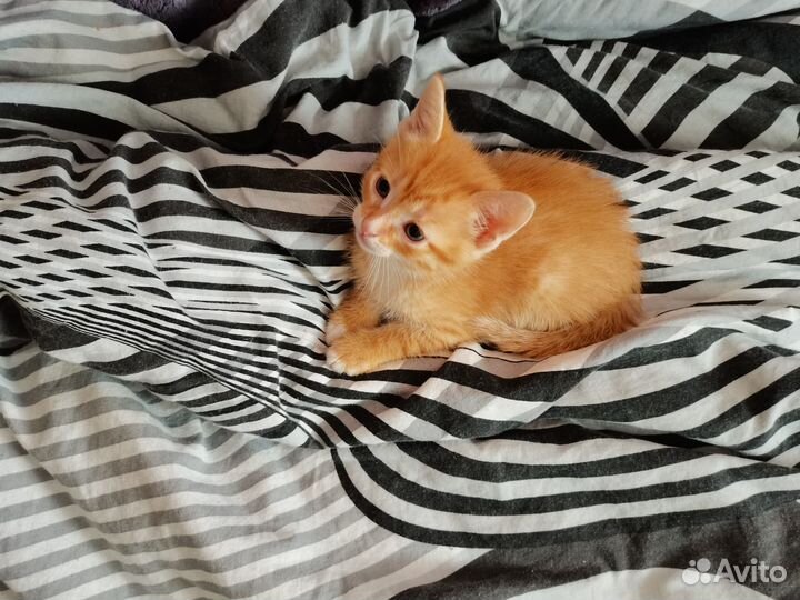 Котята в дар