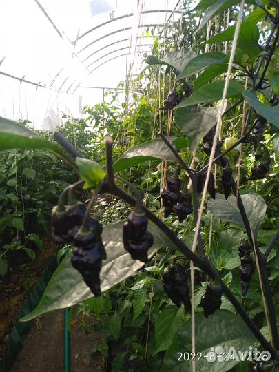 Семена самых острых перцев (суперхотов )