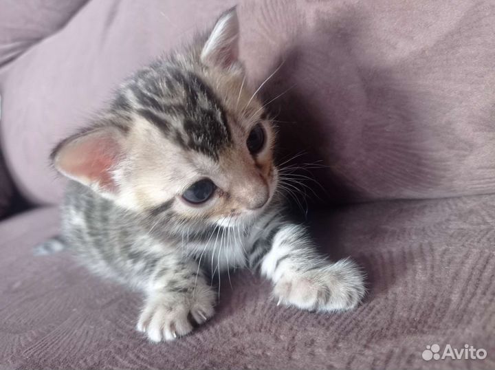 Бенгальские котята