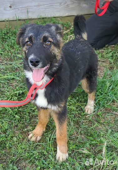 Щенок в добрые руки