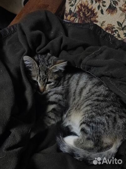 Кошка в дар