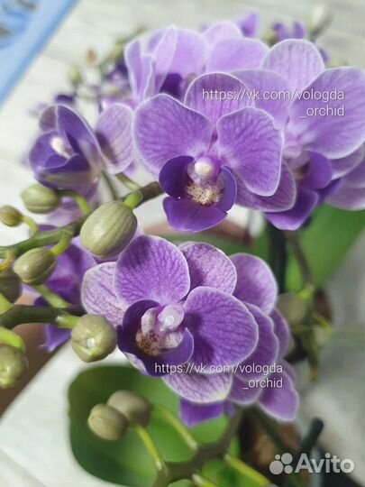 Орхидея фаленопсис Violet Queen