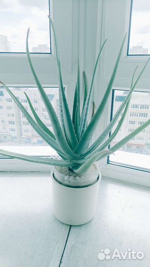 Большой Алоэ Вера лекарственный