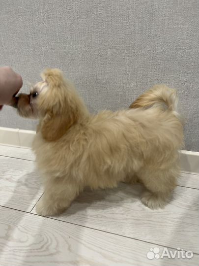 Мальтипу f1 девочка