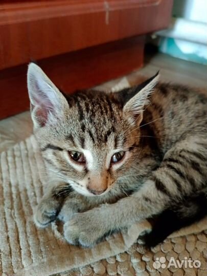 Котята 4 мес