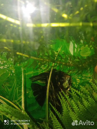 Аквариум с рыбками