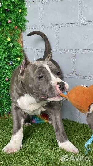 Стаффордширский терьер