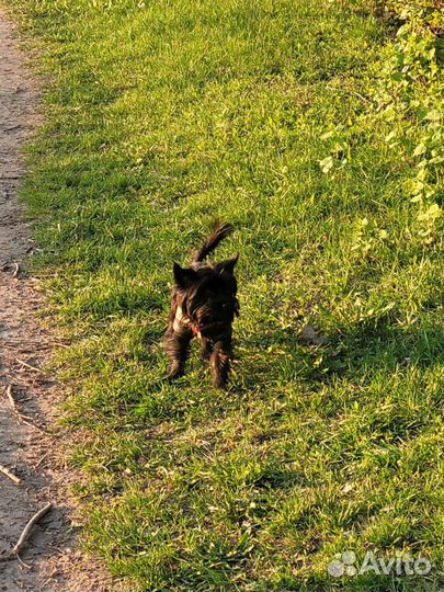 Черный Йорк мальчик. 1 год 2 месяца. Вязка