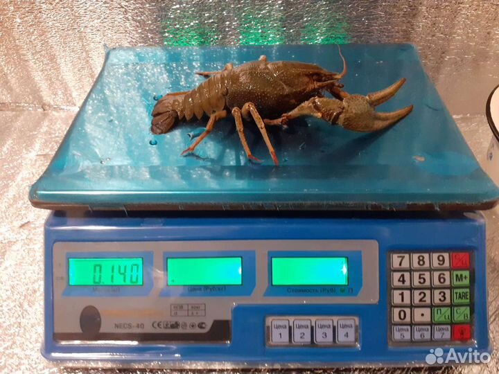 Живые раки розница