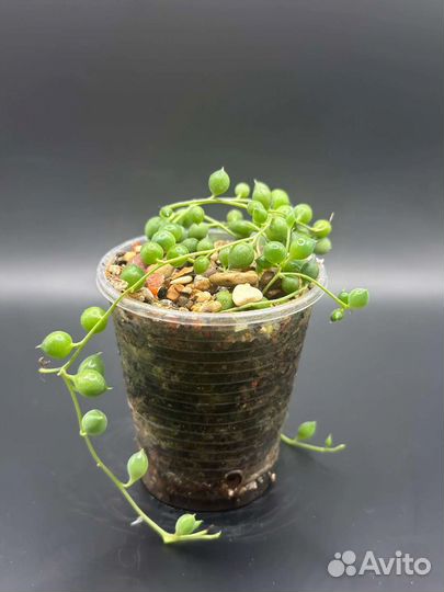 Суккуленты. Крестовик Роули