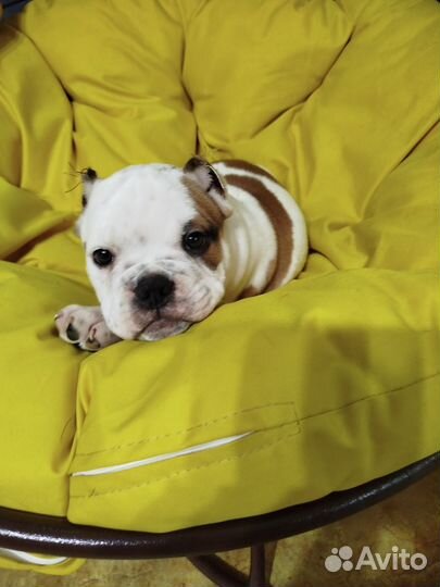 Американский булли покет щенки