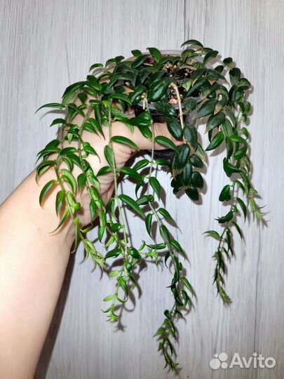 Колумнея Карнавал