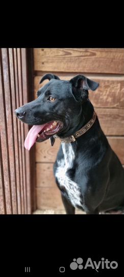 Собака Витас в приюте